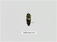 藏品(菲律賓產昆蟲)的圖片